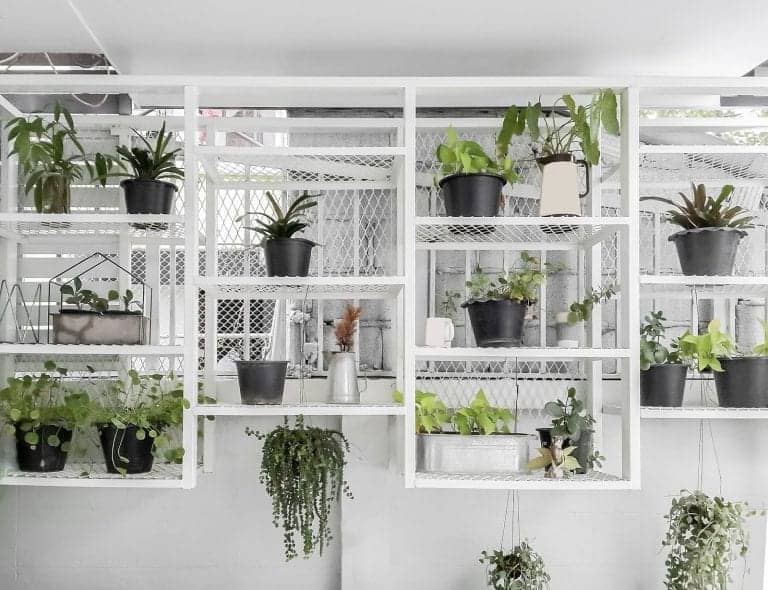 Arrangement of hanging houseplants in black pots on a white wall mounted shelf unit