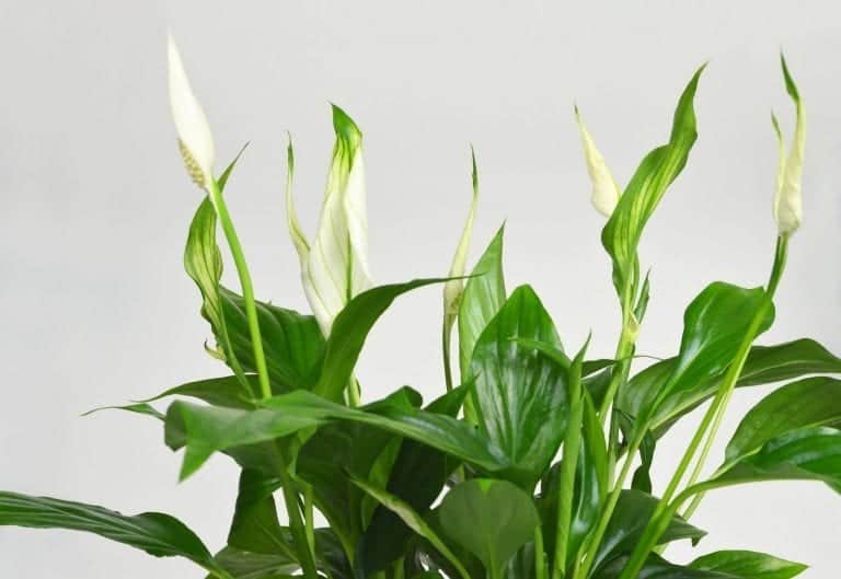 Peace Lilly