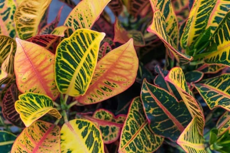 Croton House Plant