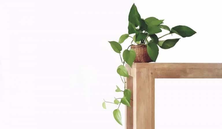 Pothos Houseplant