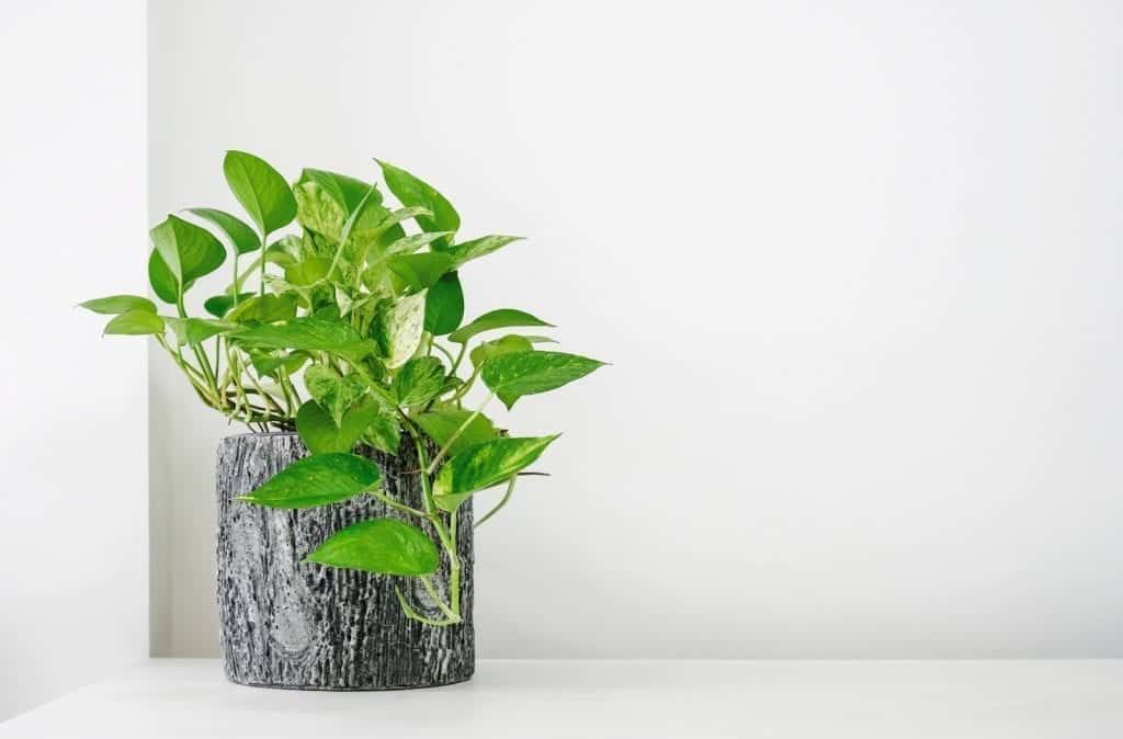 Pothos Houseplant