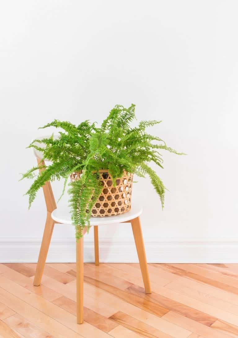 Fern in wooden basket planter on a white chair