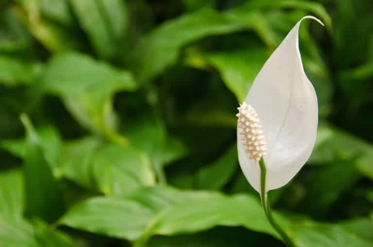 Peace lily flower