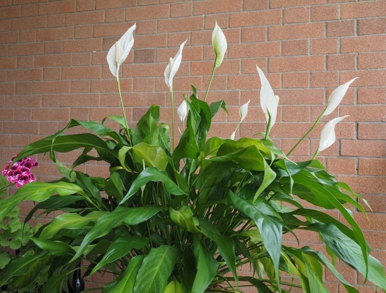 Peace Lily