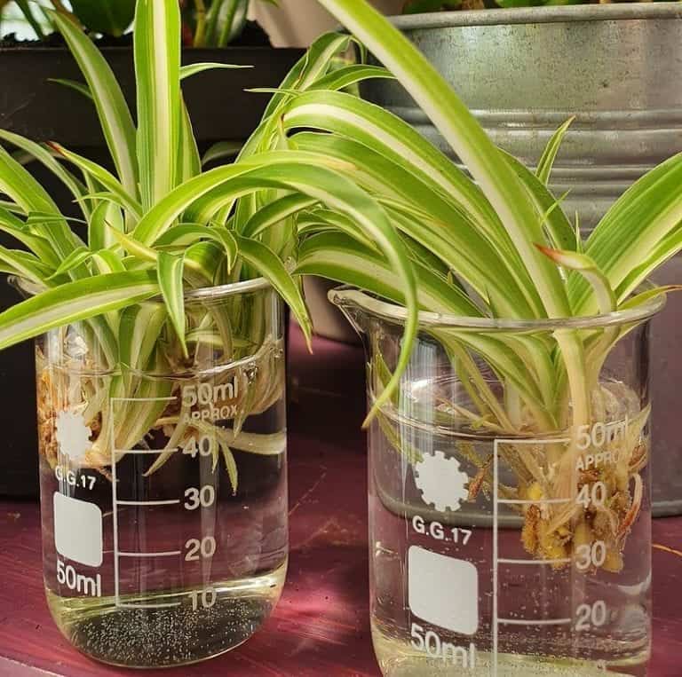 3 Ways To Propagate Spider Plant Babies