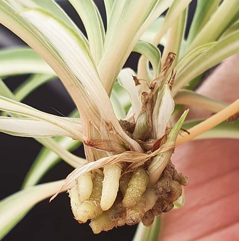 Planting Spider Plant Babies (A Helpful Guide With