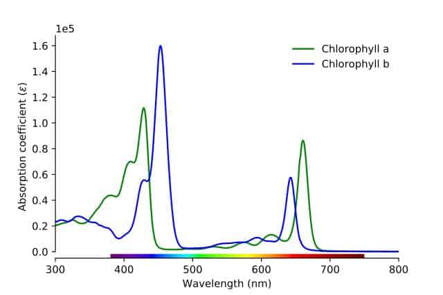 Absorption spectrum of chlorophyll a and b