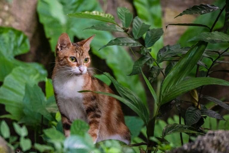 Cat in houseplant foliage