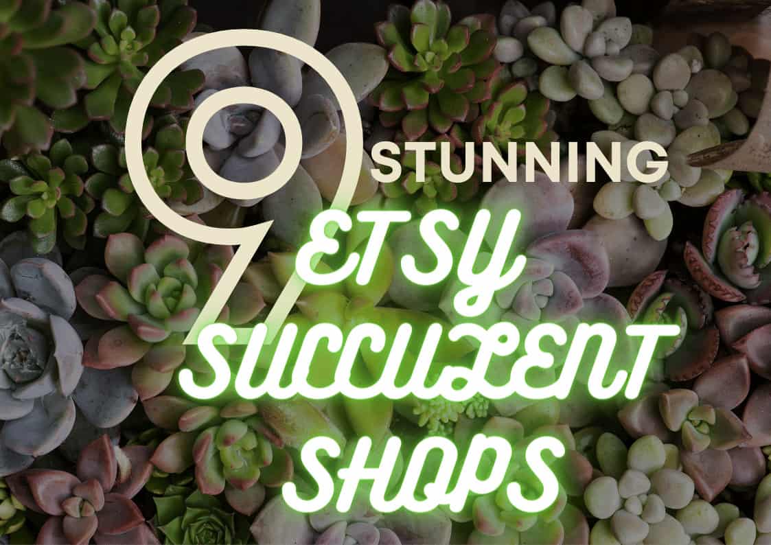 9 Stunning Succulent Selling Etsy Shops | 2023 Reviews