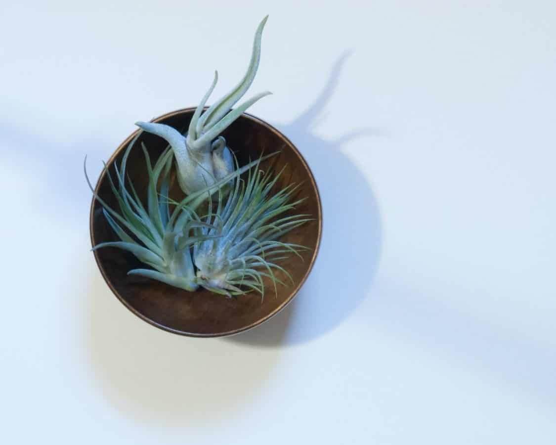How Long Can Air Plants Actually Go Without Water? Eden Indoors