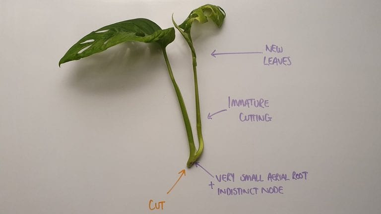 An immature Monstera adansonii cutting