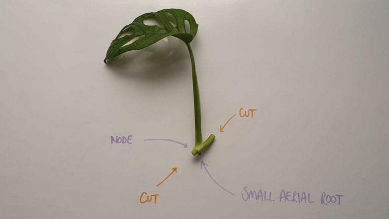 An ideal Monstera adansonii cutting