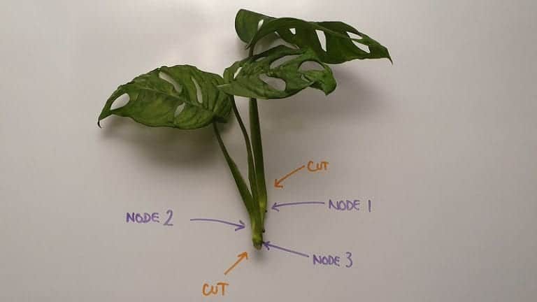 Testing a Monstera adansonii cutting with multiple nodes