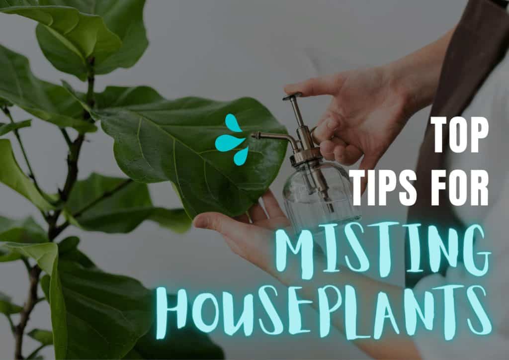 Misting the leaves of a houseplant using a pump action glass bottle mister
