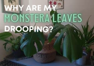 A Monstera deliciosa plant with droopy leaves in amongst a collection of houseplants