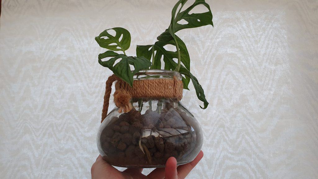 An indoor plant grown in LECA
