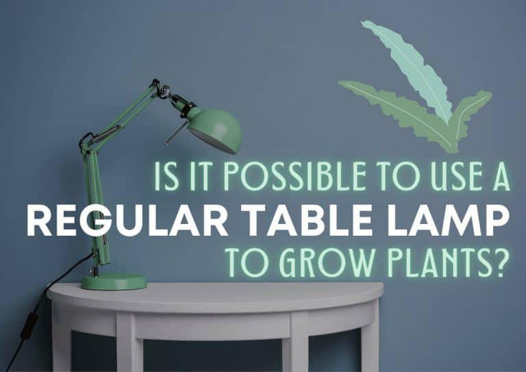 A seafoam table lamp on a side table in front of a blue wall with overlaid with the text 'is it possible to use a regular table lamp to grow plants?'