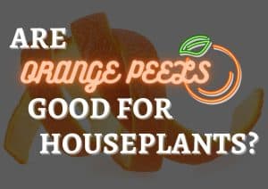 An orange peel that is being collected for addition to a houseplant potting mix overlaid with the text 'are orange peels good for houseplants?'