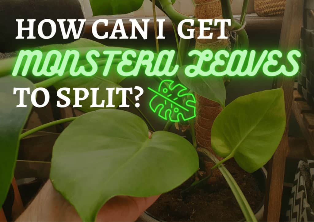 A Monstera deliciosa plant with only solid leaves and overlaid with the text 'how can I get monstera leaves to split?'
