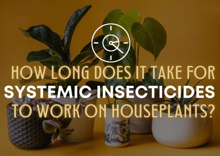 A collection of houseplants in front of a yellow background overlaid with the text 'how long does it take for systemic insecticides to work on houseplants?'