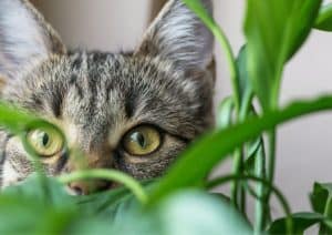 A cat hiding in amongst the foliage of a houseplant that is non-toxic to animals