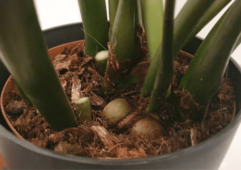 The exposed root bulbs of a ZZ plant