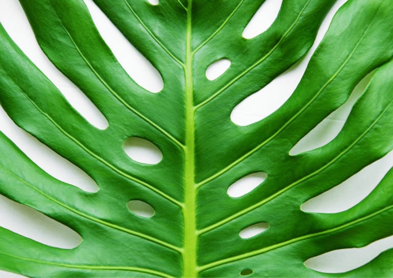 Leaf pattern of Monstera deliciosa