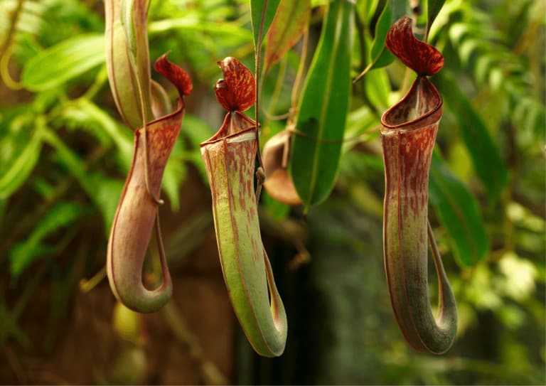 Large pitchers on hanging Nepenthes houseplant