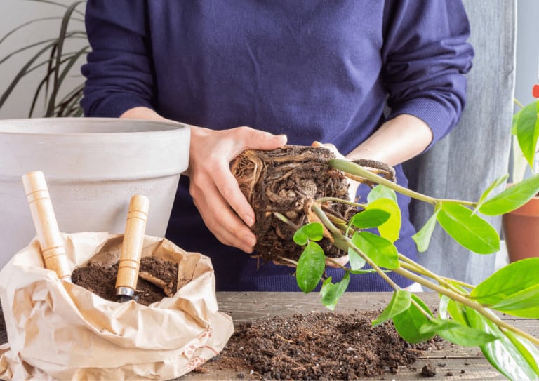 Repotting a rootbound ZZ plant