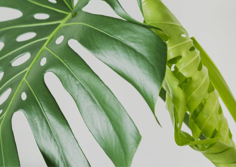 Monstera deliciosa leaf unfurling next to mature leaf