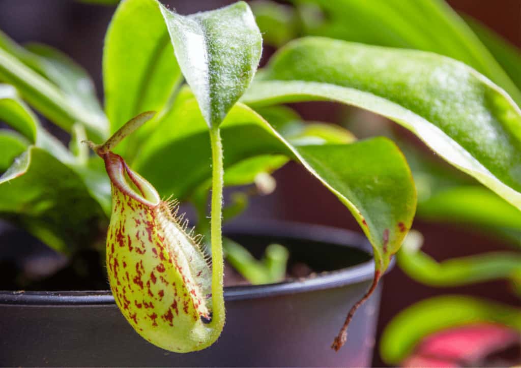 A close up of a small Nepenthes pitcher
