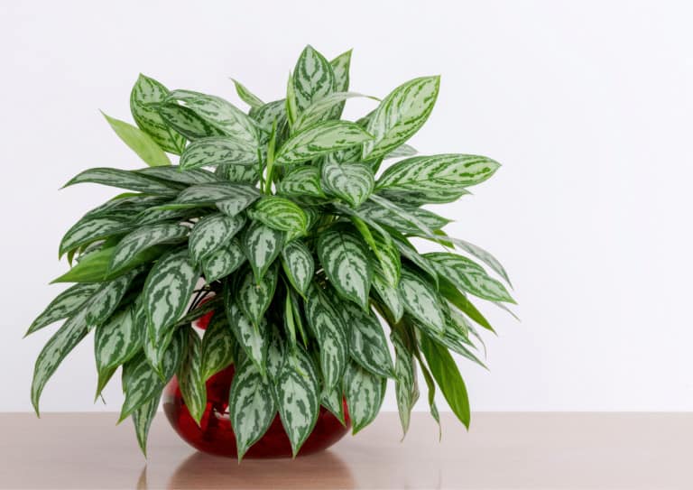 A bushy Chinese evergreen houseplant on a desk