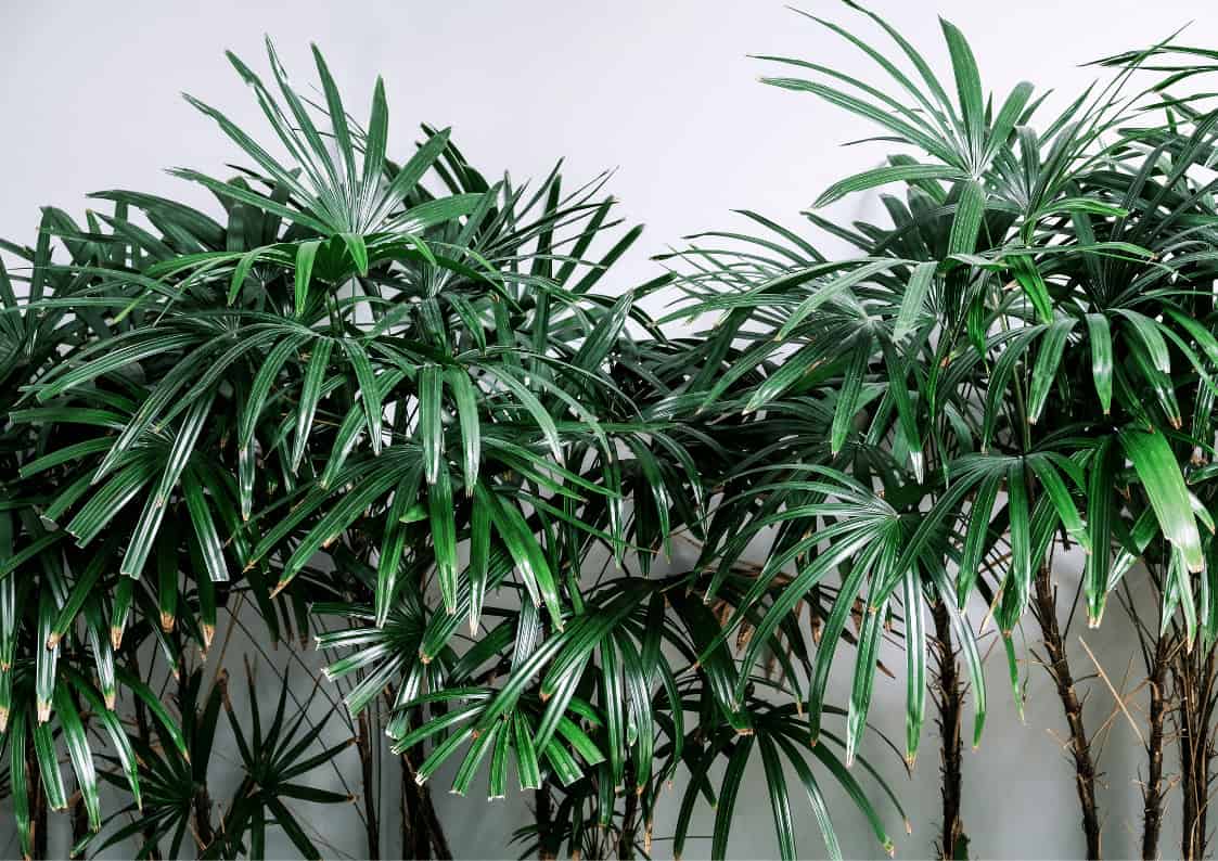 12 Tall Office Plants That Thrive In Low Light Conditions - Eden Indoors