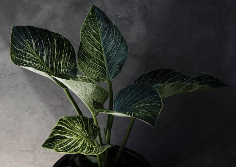 Philodendron birkin lit by an uplighter in a dark room