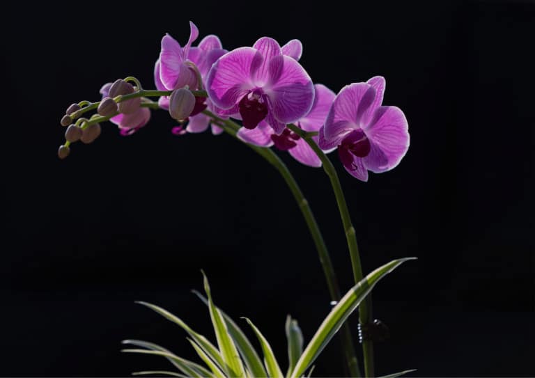 A vivid pink moth orchid against a black background