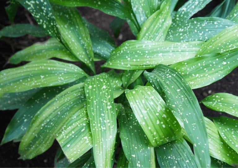 The green and white foliage of a cast iron plant