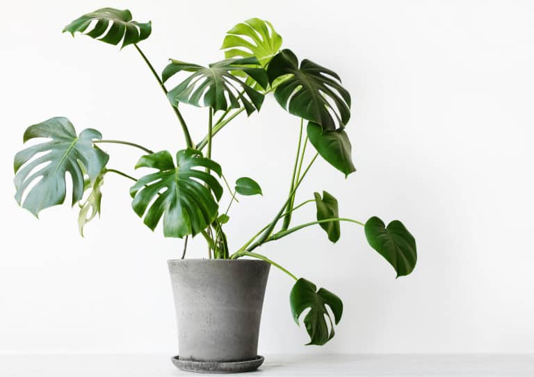 Monstera deliciosa in concrete pot and dish