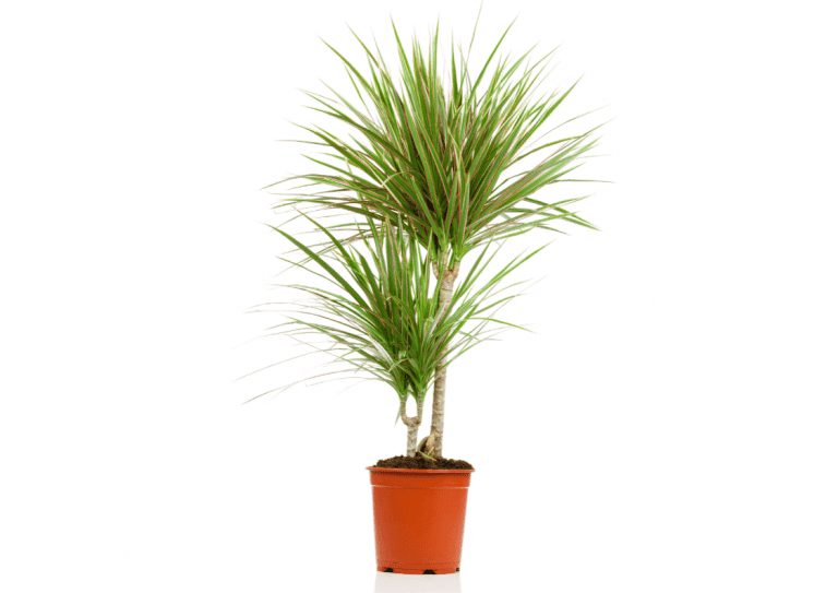 Stock image of Dracaena marginata with background removed