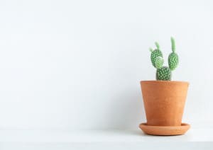 A small cactus in a terracotta plant pot and dish