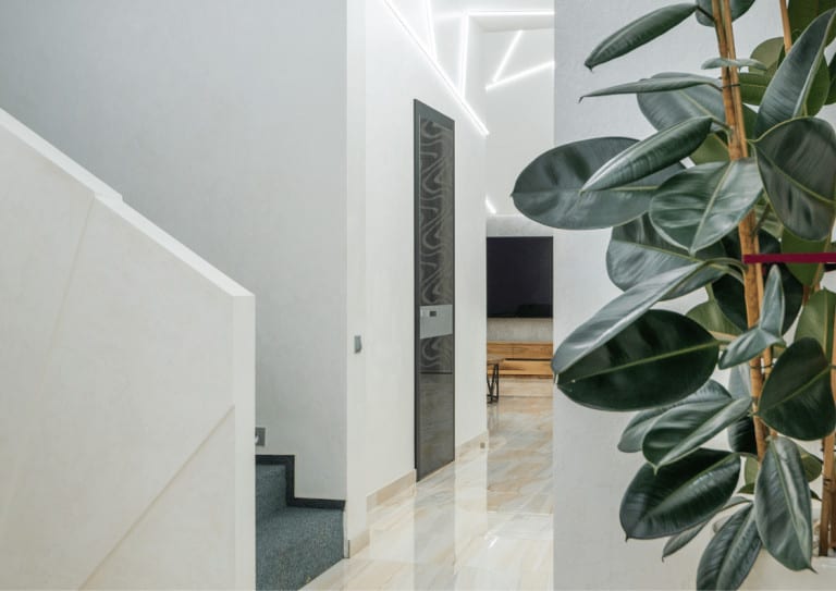 Dark green foliage contrasting against white interior walls