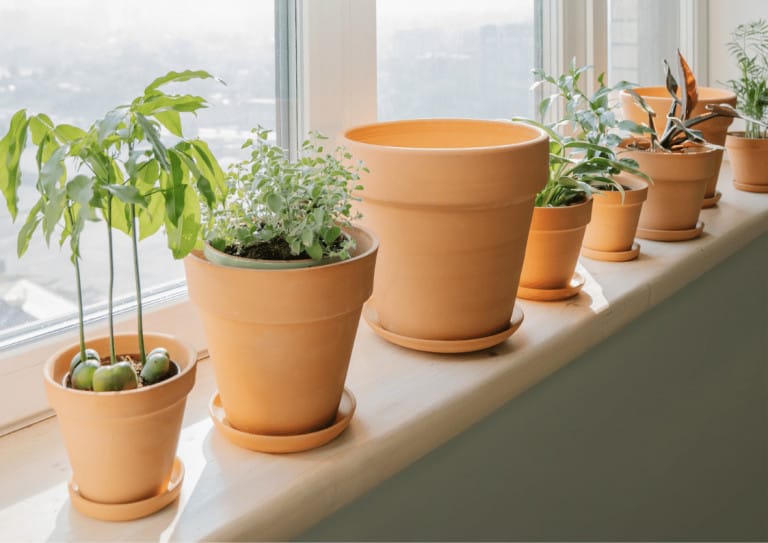Terracotta plant pots on an indoor windowsill