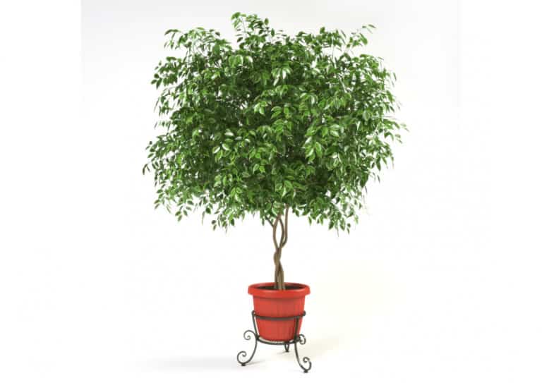 Tall ficus houseplant on plant stand