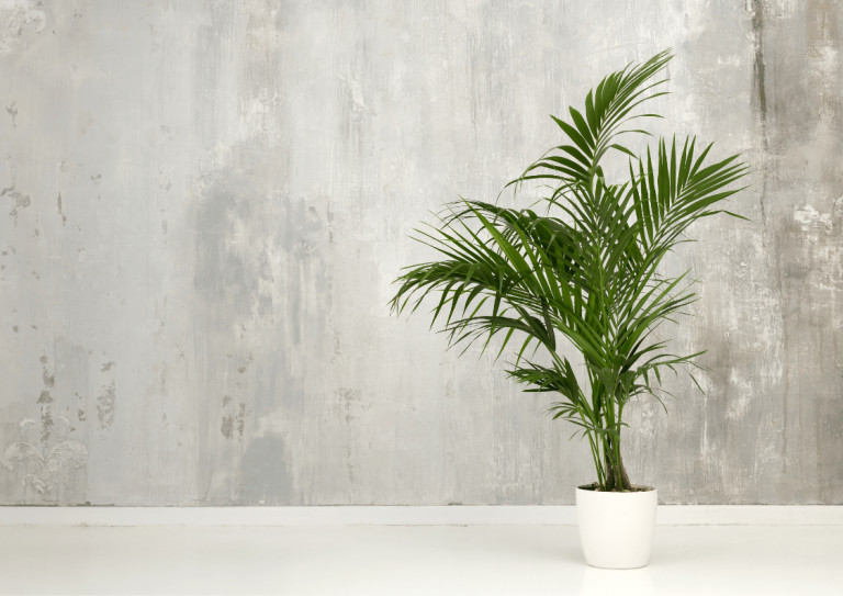 Tall palm houseplant in white plant pot