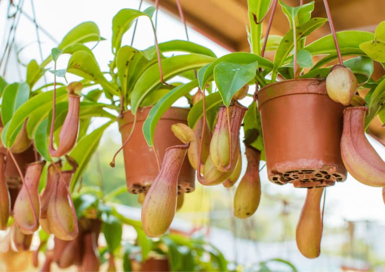 Collection of Nepenthes hanging from rafters