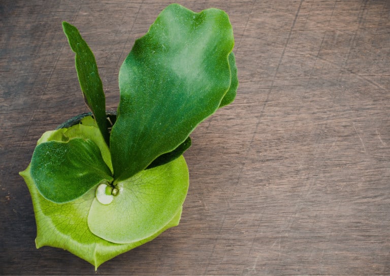 A Staghorn fern pup after being separated from the adult plant