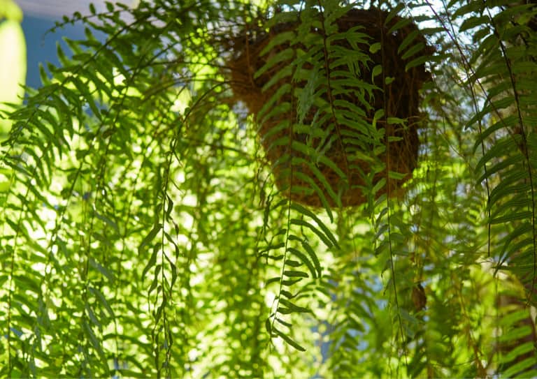 Boston fern with long leaves drooping from a hanging pot