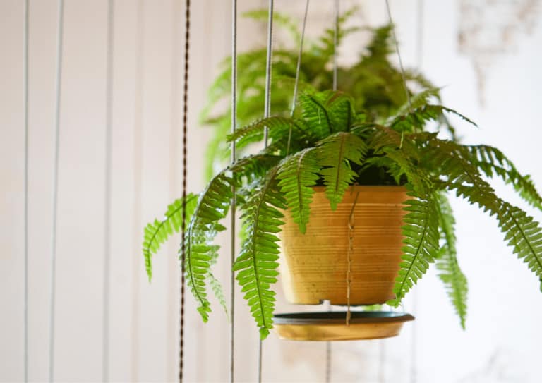 Boston fern in a hanging pot