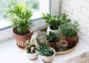 A collection of small houseplants on a windowsill