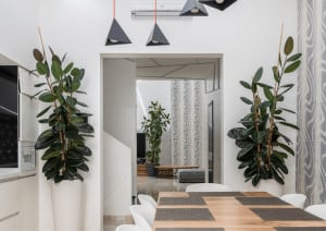 Tall rubber plants decorating a bright modern home