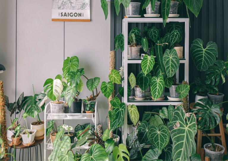 A collection of rare houseplants in a living room
